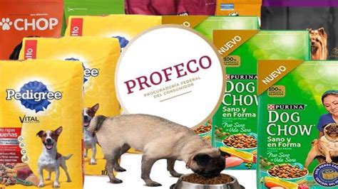 Profeco Estas Son Las 5 Mejores Marcas De Croquetas Para Perro