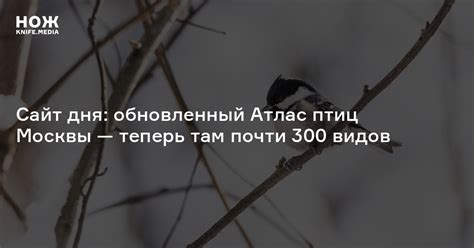 Сайт дня: обновленный Атлас птиц Москвы — теперь там почти 300 видов — Нож
