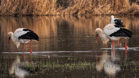 Cigognes Alsace Oiseau Photo Gratuite Sur Pixabay Pixabay