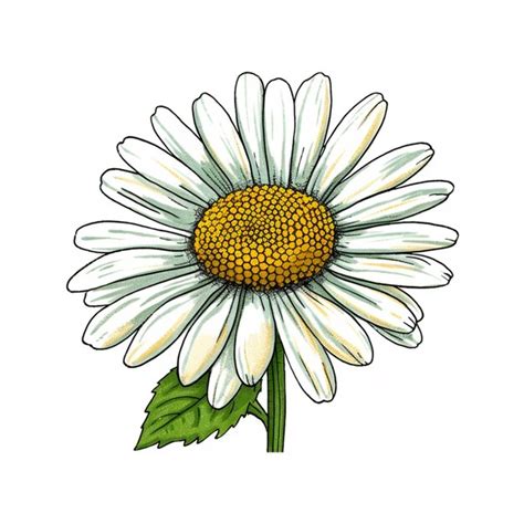 Premium AI Image | A drawing of a daisy with a green leaf on a white ...