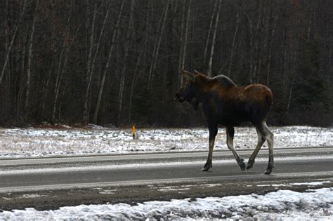 Living with wildlife: Moose > Joint Base Elmendorf-Richardson > News