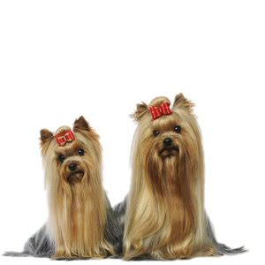 Yorkshire Terrier Origine Description Caractéristiques Education