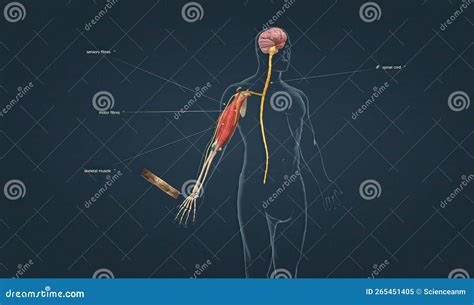 The Withdrawal Reflex is a Spinal Reflex Intended To Protect the Body ...