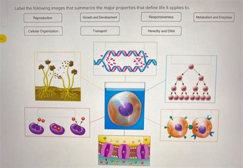 Solved Label The Following Images That Summarize The Major Chegg