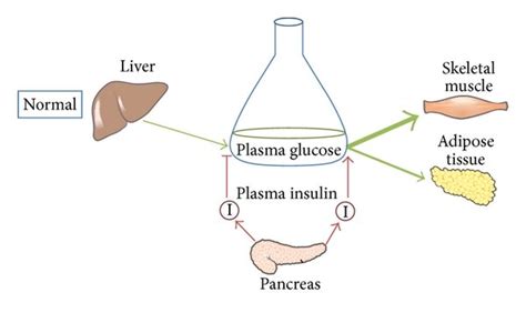 Under Normal Conditions Insulin Is Secreted From Pancreatic β Cells In