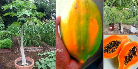 SEEDS Self-pollinating Dwarf Papaya Tree TR Hovey carica | Etsy