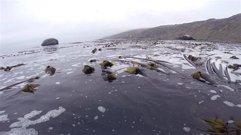 North Coast Kelp Forests Surge Back Surprisingly In 2021 Bay Nature