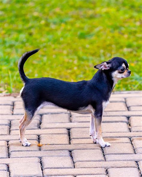 9 Types of Chihuahuas: Apple Head, Long Hair, Teacup & More!