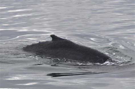 Quest Devenue La Baleine Bosse Qui S Tait Retrouv E Pi G E Dans La