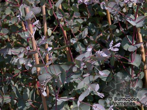 Eucalyptus From Burncoose Nurseries