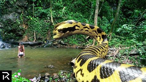 Largest anaconda ever - kloexperience