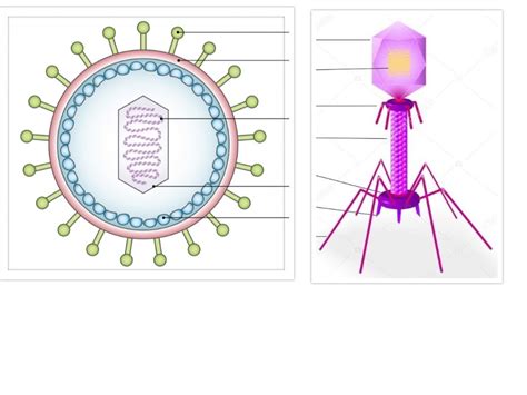 Science Structure Of Viruses Diagram Quizlet