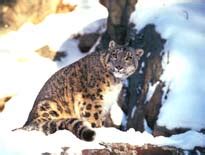 Wildlife in the Himalayas - Wildlife in the Himalayan Region, Himalayan ...