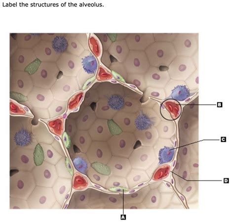 Diagram Of Label This Detailed Anatomy Of The Respiratory Membrane