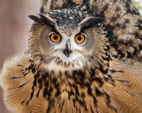 Eurasian Eagle Owl Photograph by Matt Cuda