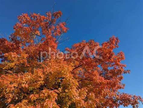 紅葉と秋空 No 28202165｜写真素材なら「写真ac」無料（フリー）ダウンロードok