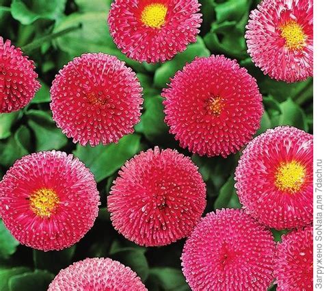 Многолетние маргаритки: сорта, выращивание и уход