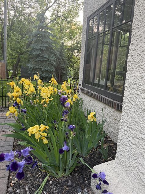 American Iris Society 3