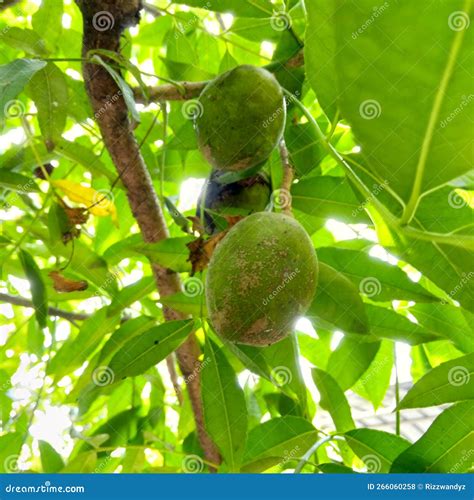 Ambarella Fruit on the Tree Stock Photo - Image of jungle, plant: 266060258