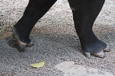 Tapir Feet Tim Cooper Flickr