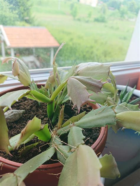 69 best Schlumbergera images on Pholder | Succulents, Cactus and Gardening