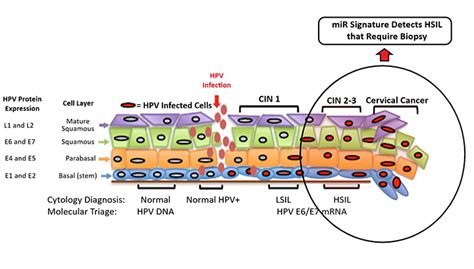 Molecular Biomarkers Of High Grade Hpv Epithelial Cell Lesions Invent