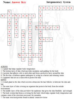 Human Body Integumentary System Crossword And Word Search By Biology