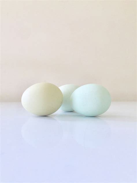 Cream Legbar Hatching Eggs – Better With Thyme