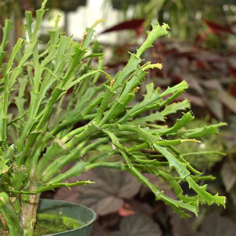 What Lies Behind the 'arre st srj' Enigma Waiting to Be Uncovered 2