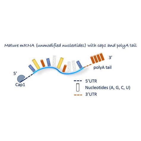 CRE MRNA Genome Editing MRNA Product Sheet