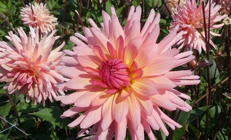 Dahlia Preference Tubers Shaw Green Dahlias 🇬🇧 Uk Trusted Company