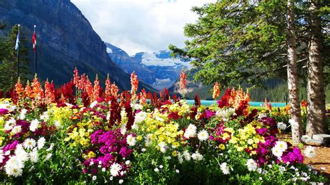 Flowers and Mountains HD desktop wallpaper : Widescreen : High ...