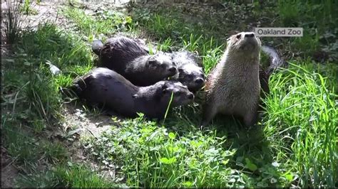 River otter pups on display at Oakland Zoo in time for Mother's Day - ABC7 Los Angeles