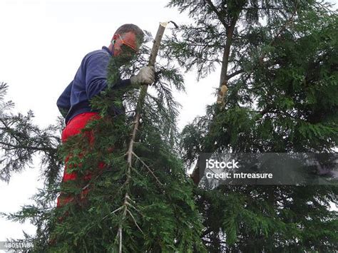 Image Of Treesurgeon Pruning Overgrown Leylandii Hedge Reducing Height ...