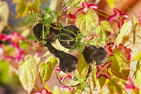 Horny Goat Weed With Maca A Vibrant Dance Of Natural Forces HeydayDo