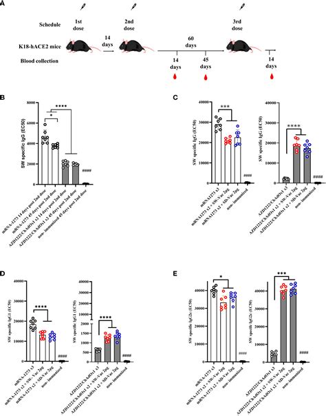 Frontiers Heterologous Booster With A Novel Formulation Containing Glycosylated Trimeric S