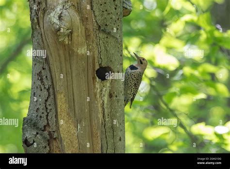 Northern Flicker nesting Stock Photo - Alamy