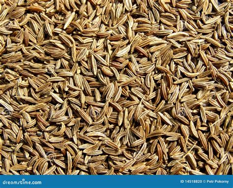 Caraway seeds stock photo. Image of extraordinary, colour - 14518820