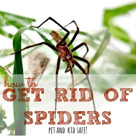 How To Get Rid Of Spiders In Your Home Housewife How To S