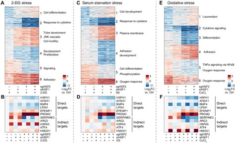 HSF2 and HSF1 promote the transcriptional response to cancer-associated ...