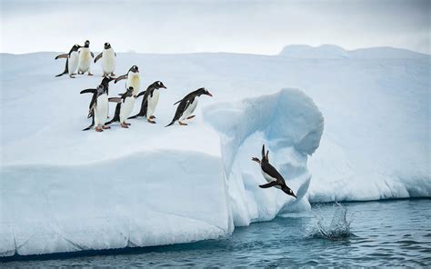 Antarctica photography expedition - Arctic Wildlife Tours