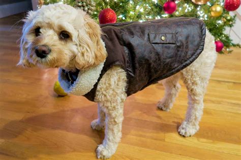 6 Awesome Winter Outfits for your Dog | Creative + Practical