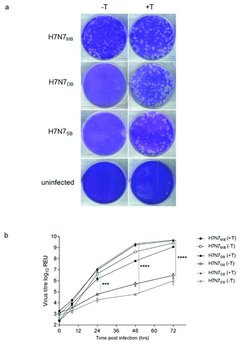 In Vitro Assessment Of Recombinant Viruses A Plaque Assay Using Mdck