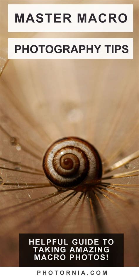 macro photography  easy steps macro photography tips