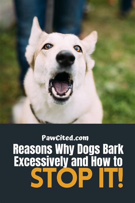 Reasons Why Dogs Bark Excessively And How To Stop It