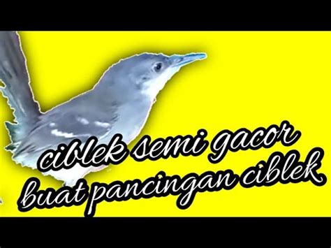 Coba Gunakan Suara Ciblek Semi Gacor Ini Untuk Pancingan Ciblek Anda