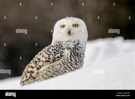 Snowy Owl Montana Stock Photo Alamy