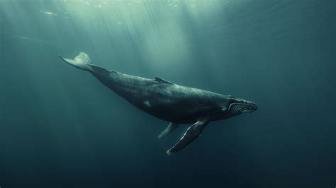 Underwater Wallpaper - Whale, 4K, Animals #18612