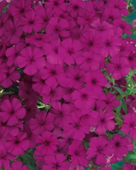 Phlox Intensia® Phlox Garden Center Marketing