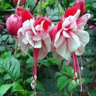 10Pcs Fuchsia Tree Seeds - Pure Bonsai